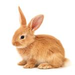 vaccination-lapin-1